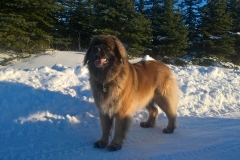 WP_20170121_15_29_23_Pro