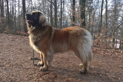 WP_20170314_16_40_44_Pro